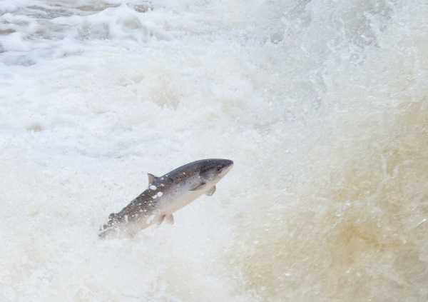Nova Scotia Fishing Licence Only Available Online – Margaree Salmon  Association