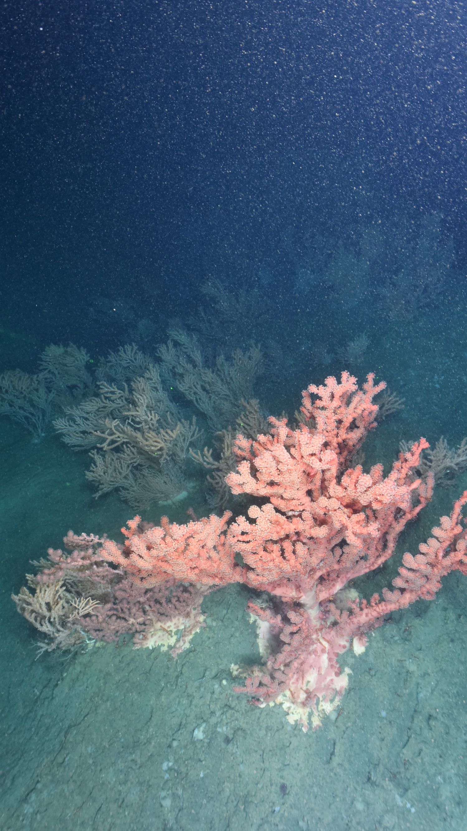Bubblegum coral, Paragorgia arborea, on the seafloor in the Fundian Channel.