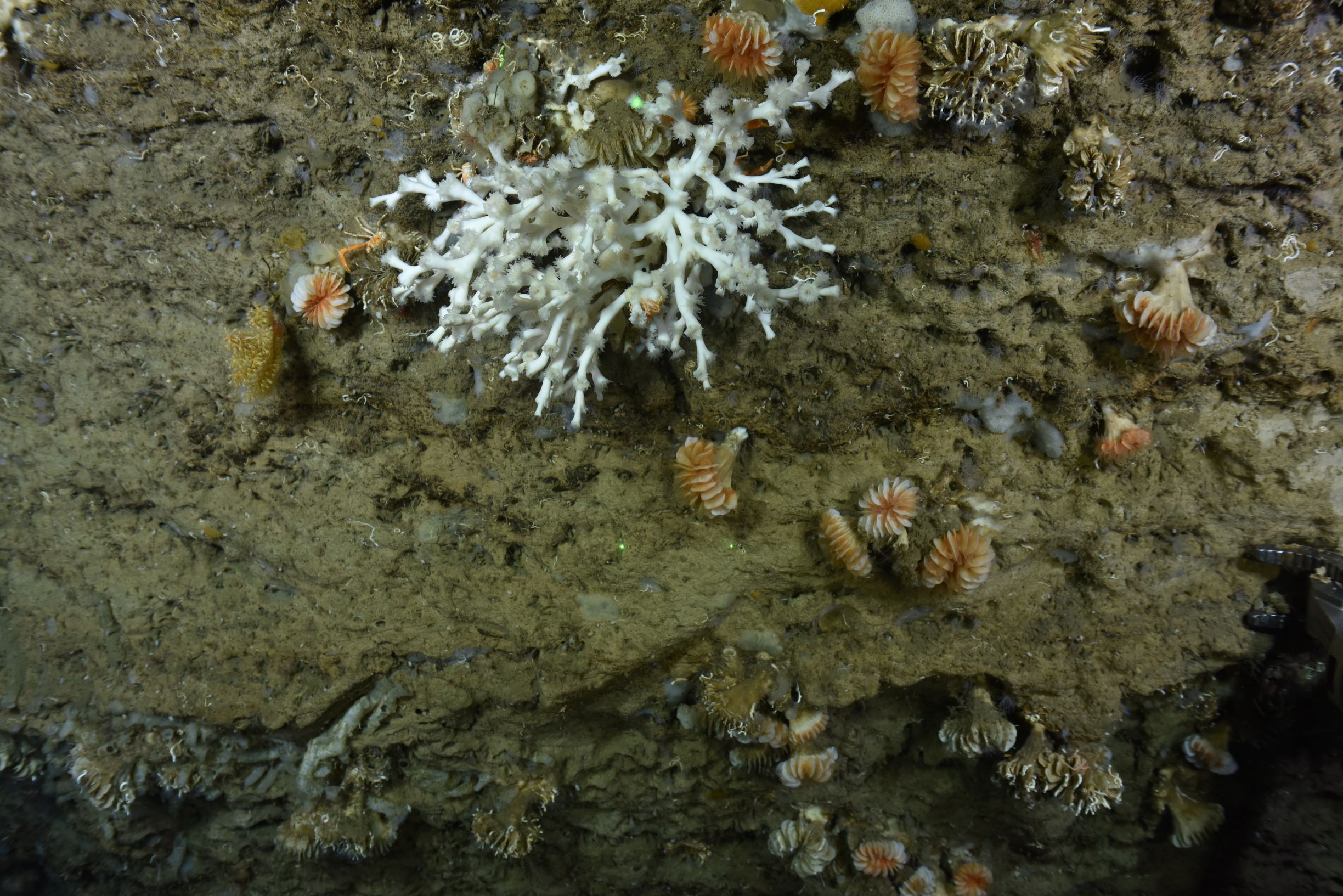 The stony coral, Lophelia pertusa.