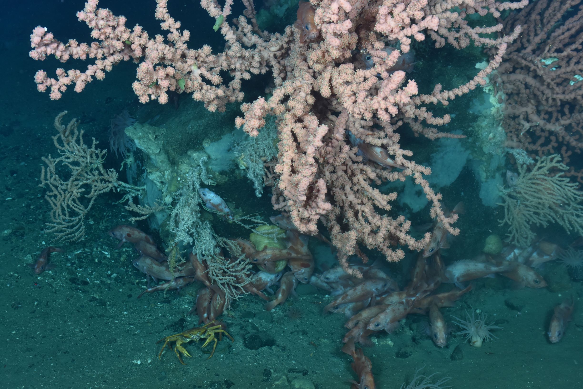 Un groupe de sébastes, Sebastes sp., se rassemblent à la base d'un banc de coraux.