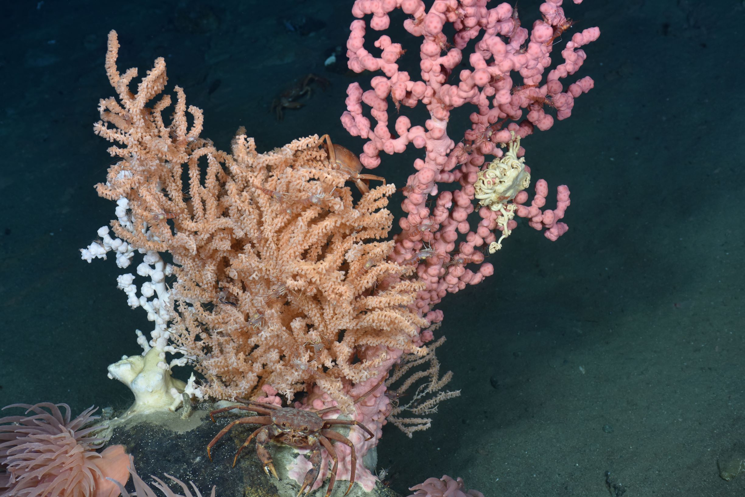 A crab sits at the base of a stand of coral, including Bubblegum coral, Paragorgia arborea, and Seacorn, Primnoa resedaeformis.