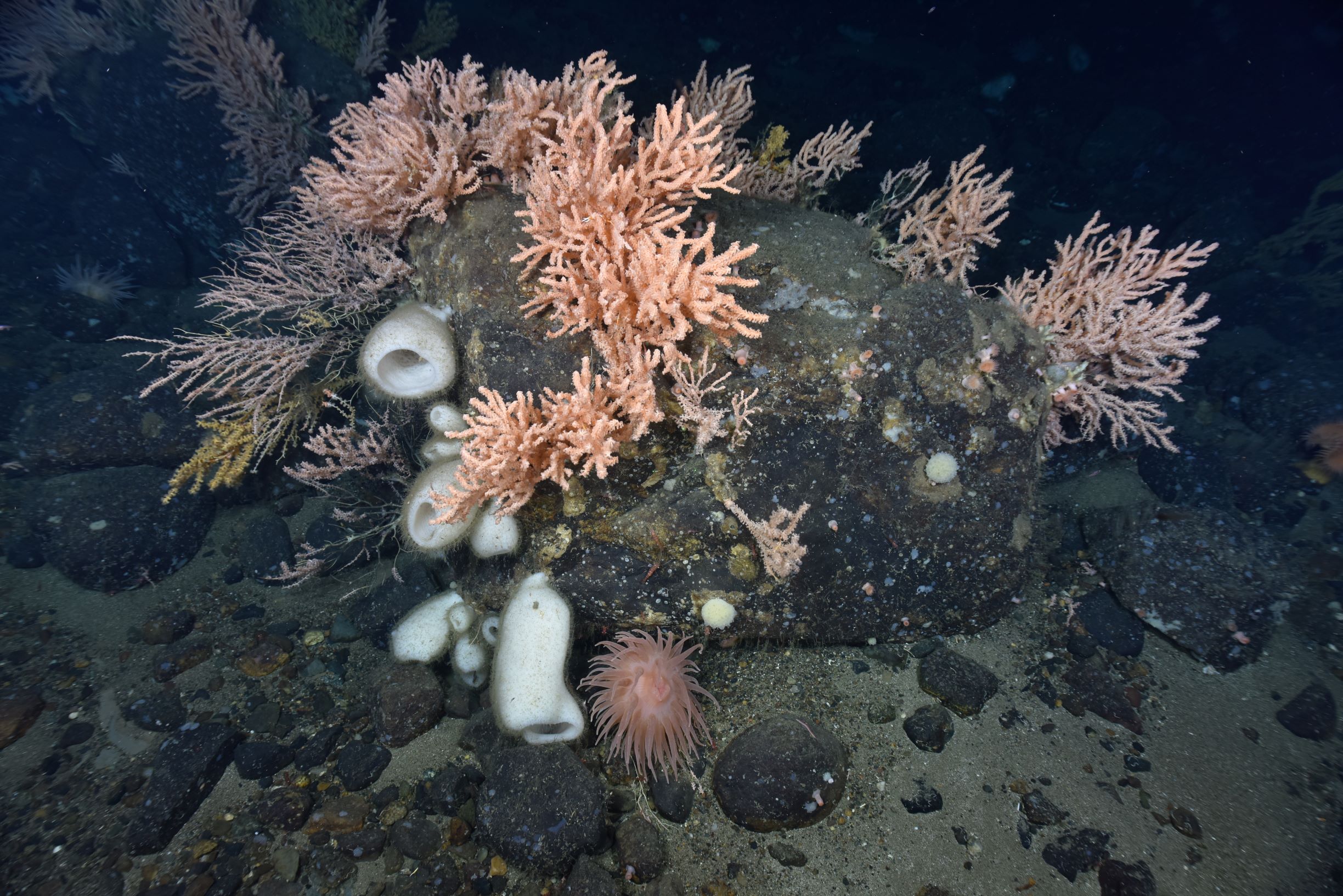 Corals and sponges have settled on a rock in the Fundian Channel.