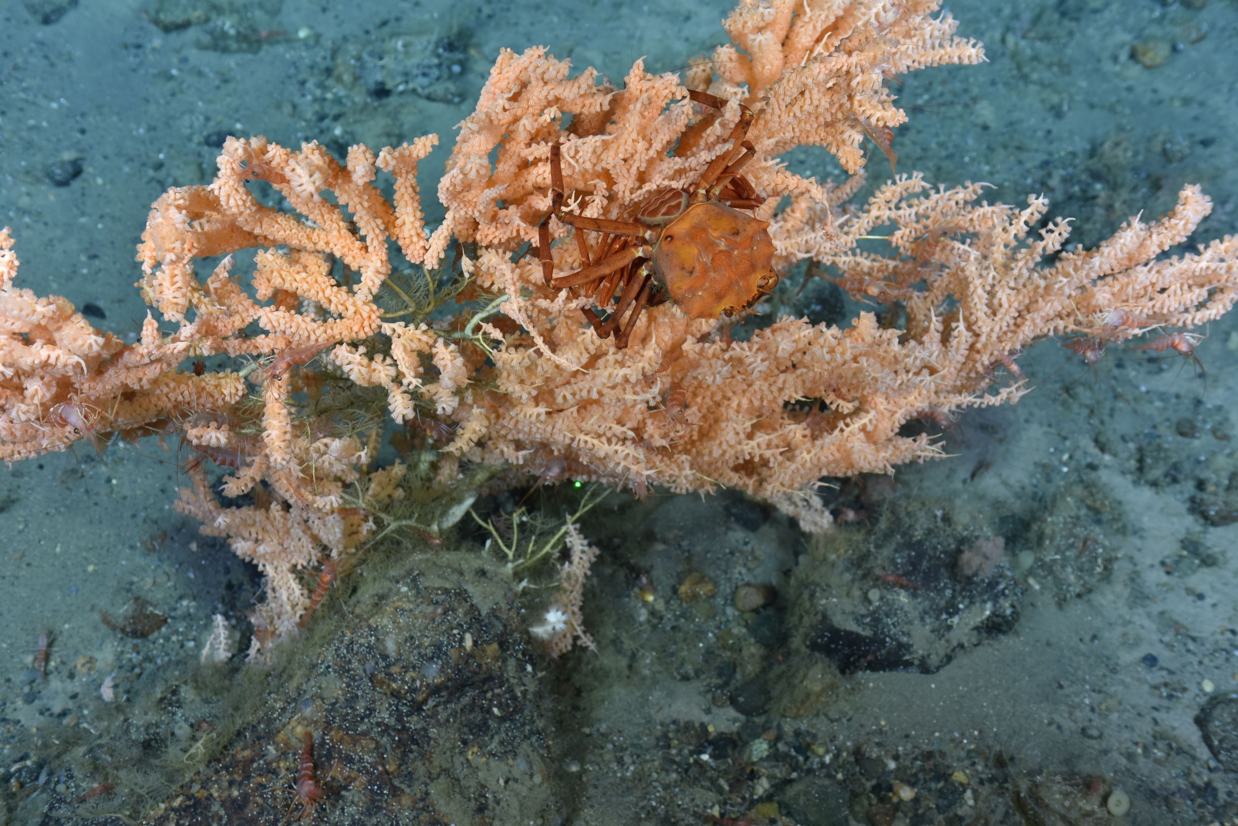 A red crab climbs Seacorn coral, Primnoa resedaeformis.