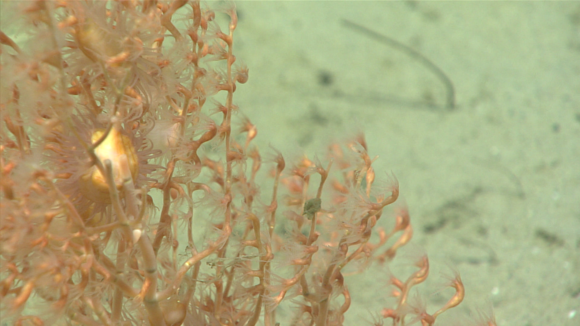 A deep sea soft coral in the deep waters off Fundian Channel.