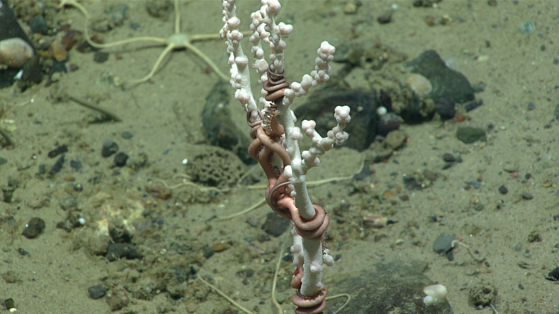 A snake star, Astrobrachion constrictum, coiled around a branch of bubblegum coral, Paragorgia arborea, in the Fundian Channel.