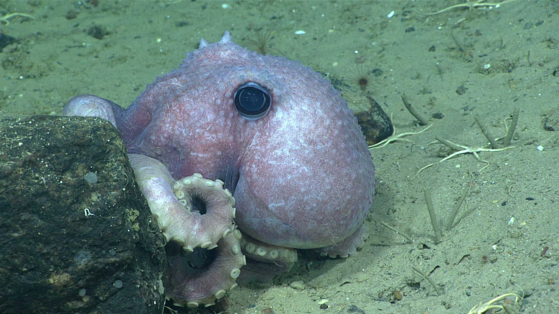 A deep sea octopus peeks out from behind a rock on the Fundian Channel seafloor.