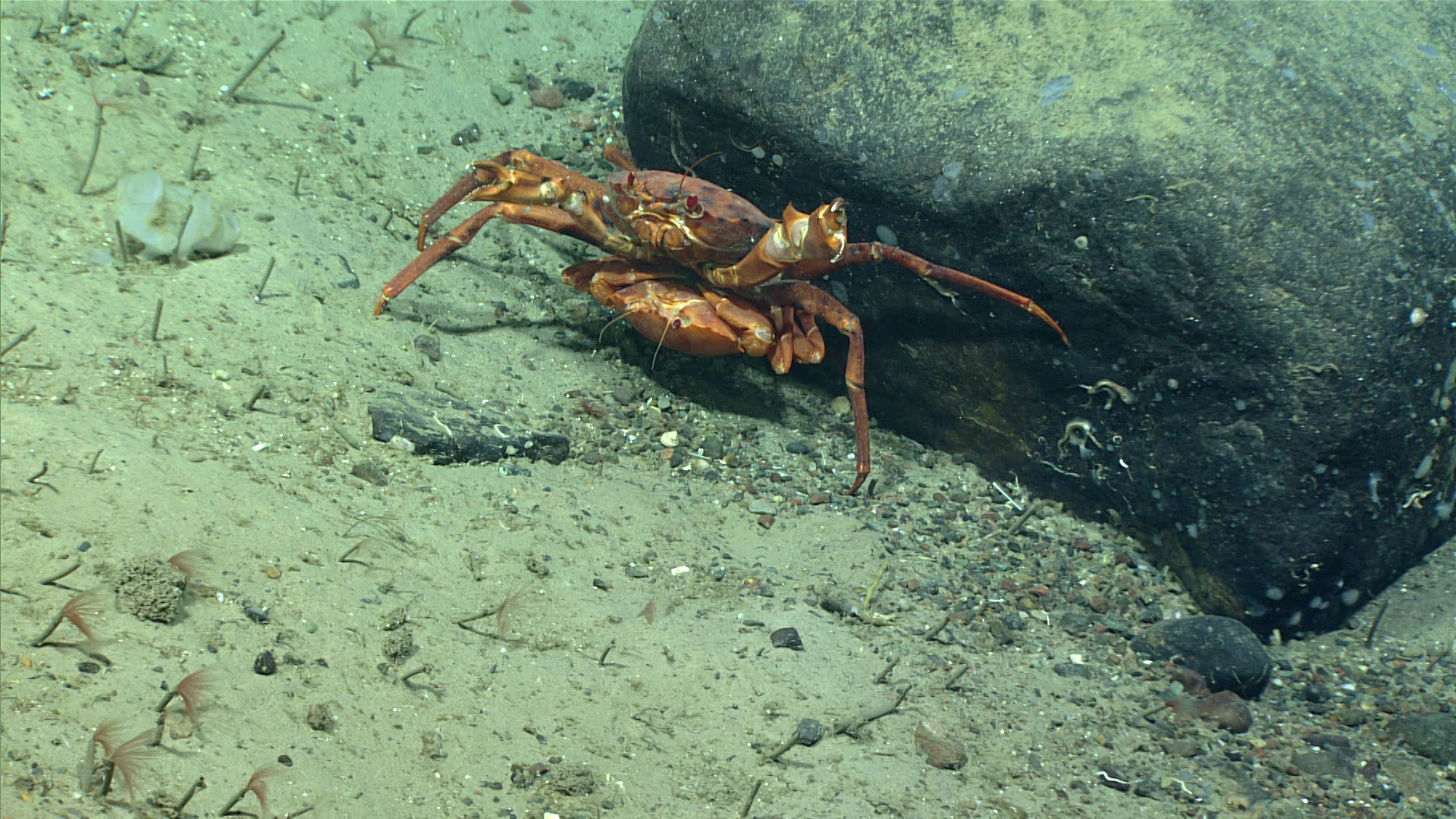 Mated pair of deep-sea red crabs, Chaceon quinquidens.