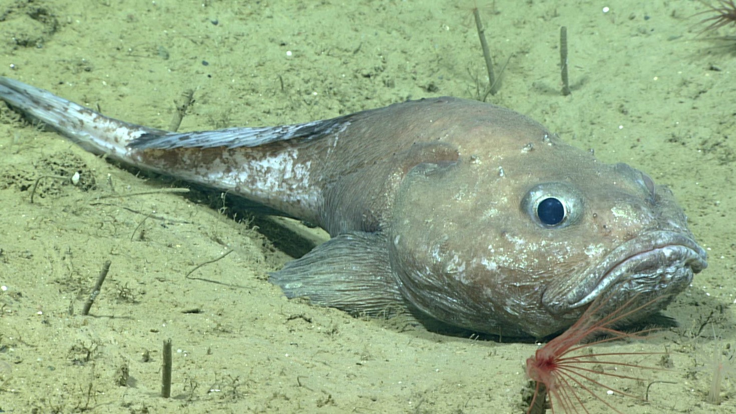 A fathead sculpin (Cottunculus sp.), a fish in the same family as the blobfish, is observed resting on the soft sediment bottom.