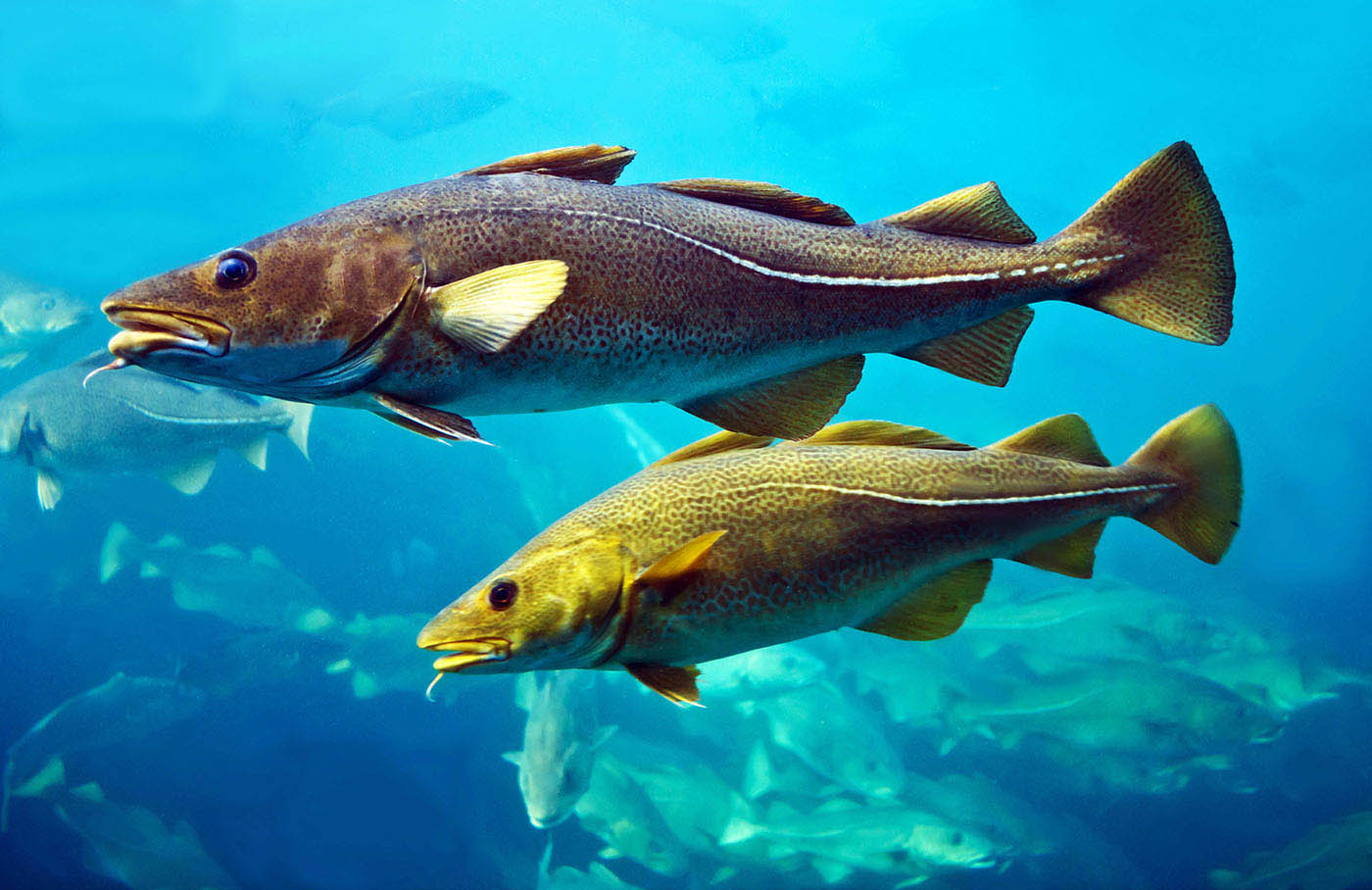 Atlantic cod (Gadus morhua). Copyright Shutterstock
