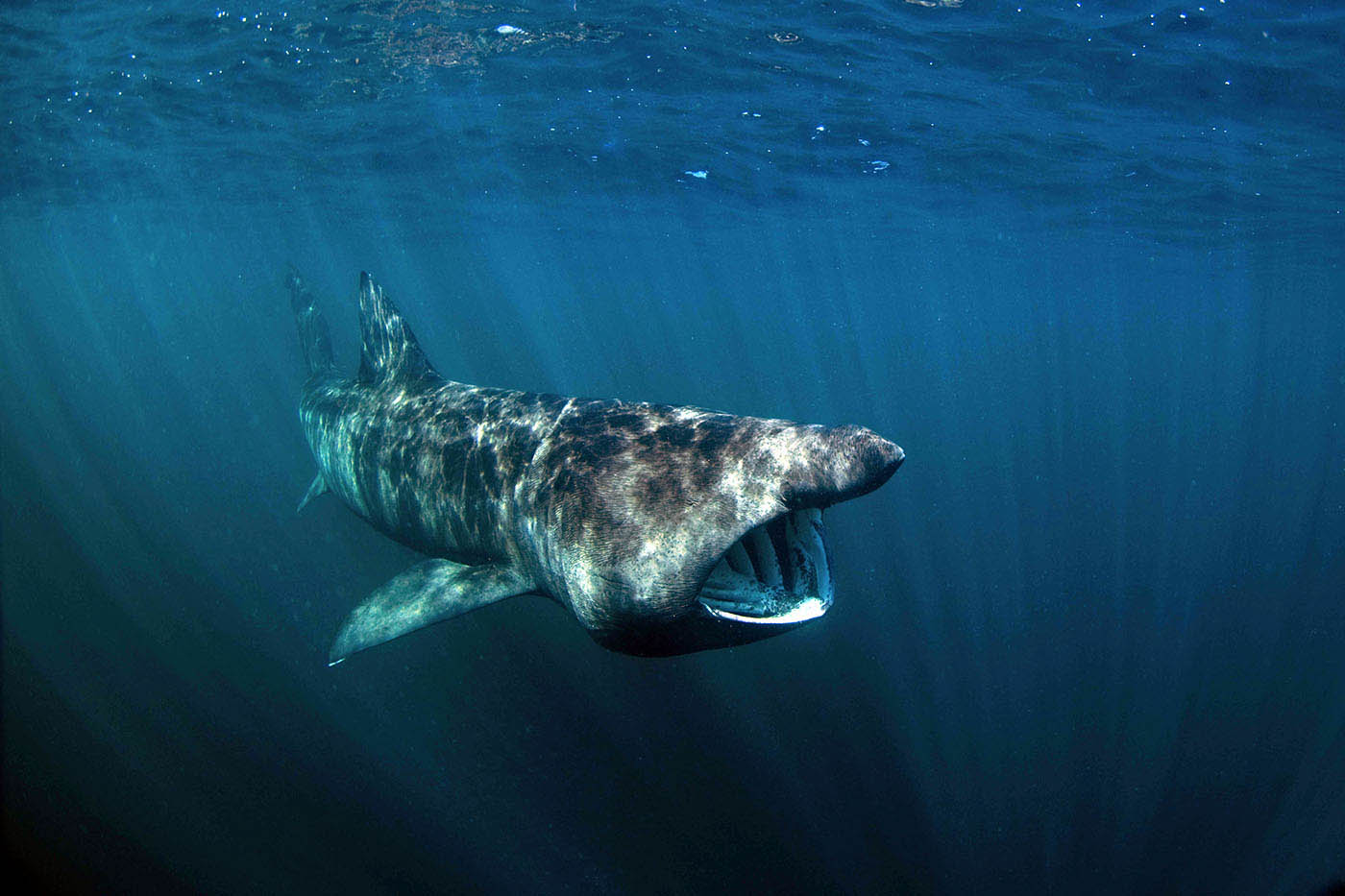 Basking shark (Cetorhinus maximus). Copyright Shutterstock