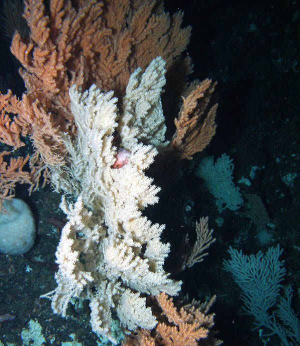 DFO: Primnoa corals