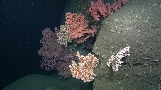 Image échantillon (coraux de l’espèce Paragorgia arborea dans le canyon Corsair)