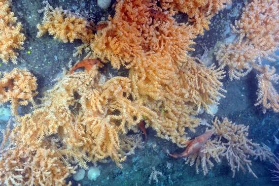 Source: Anna Metaxas, Department of Oceanography, Dalhousie University; Martha Nizinski, NOAA/NMFS, USA; CSSF/ROPOS