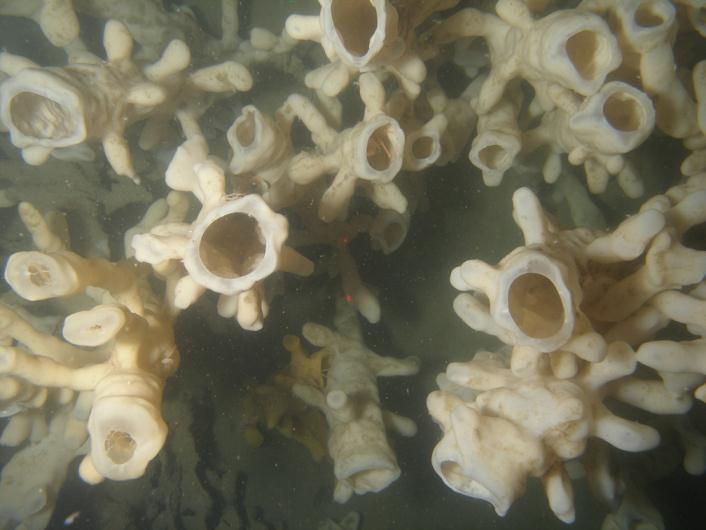 Récifs d’éponges siliceuses dans le détroit de Georgie et du baie Howe