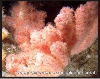 Paragorgia arborea (bubblegum coral)