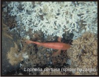 Lophelia pertusa (spider hazards)