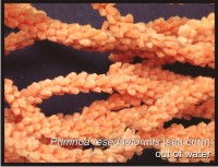 Primnoa resedaeformis (sea corn)