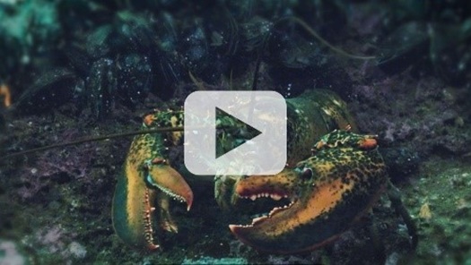 Video: Homarus Inc. and Fisheries and Oceans Canada