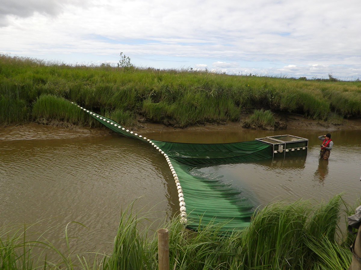 Fyke net sampling in tidal channels in the Fraser River south arm marshes. (M. Manson photo)
