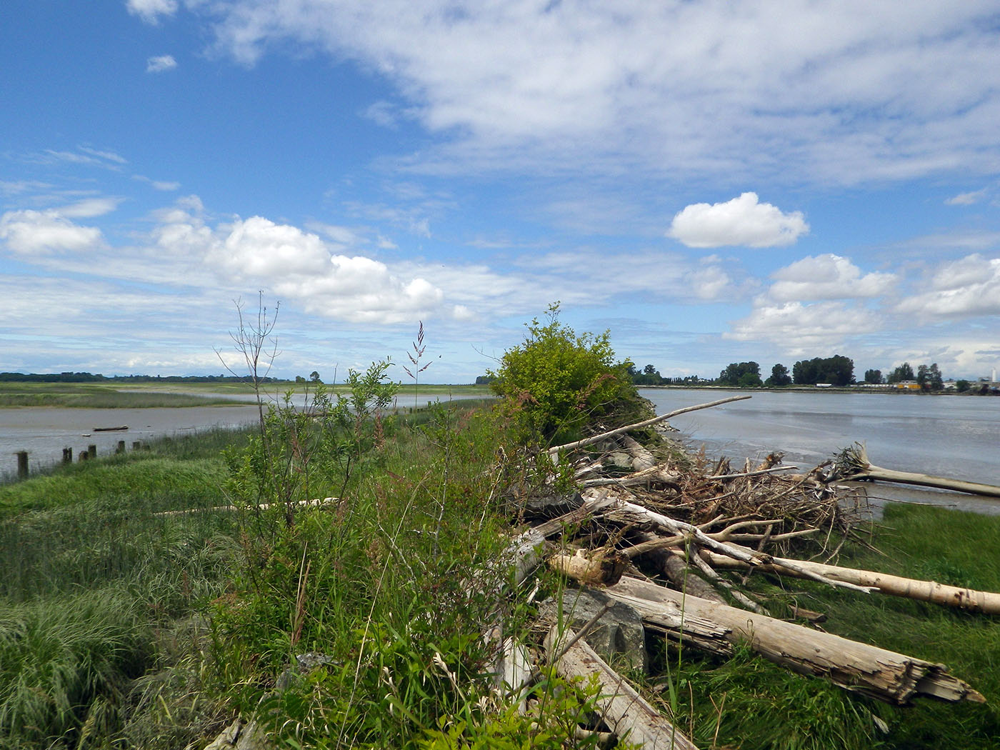 Existing training jetty limiting juvenile salmon movement in the Fraser River South arm. (M. Manson photo)