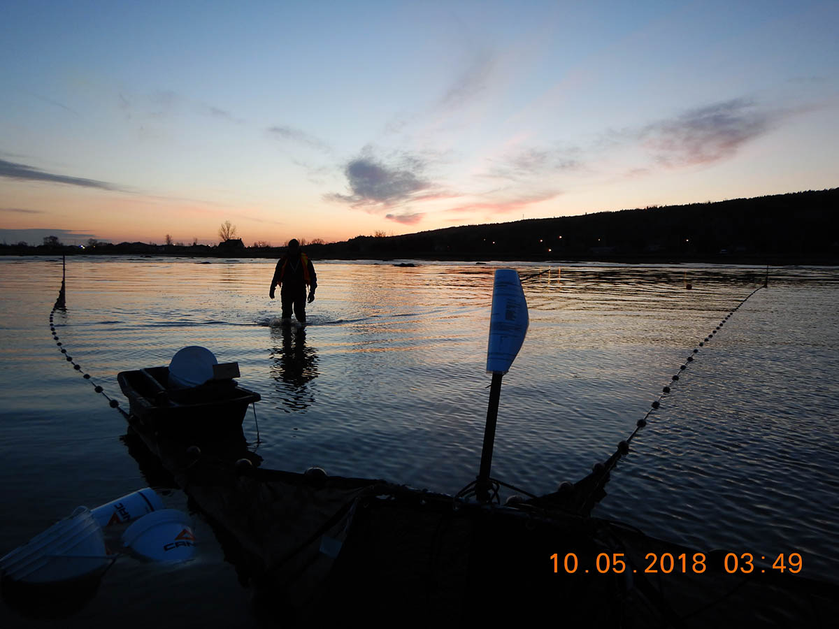 Échantillonnage de poissons en milieu côtier à Notre-Dame-du-Portage. Crédit photo : Comité ZIP du Sud-de-l’Estuaire