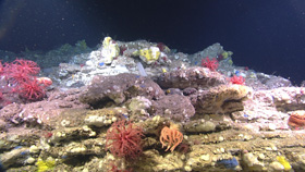 Coraux d'eau froide, fixés à la roche sédimentaire de la montagne sous-marine Orphan Knoll. Cette photo a été prise à l'aide d'un submersible téléguidé (ROPOS). Photo : MPO