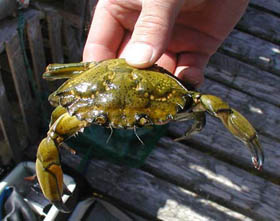 Le crabe vert menace de déplacer les espèces indigènes vivant dans cette zone. Photo : MPO