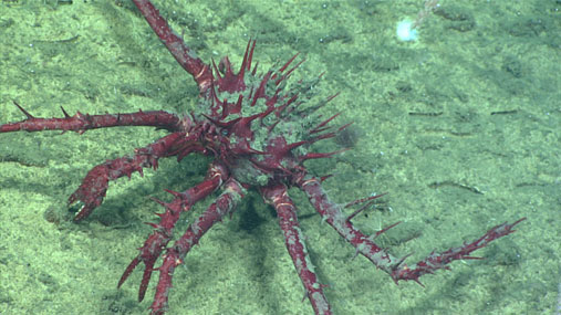 Porcupine Crab (Neolithodes grimaldii).
