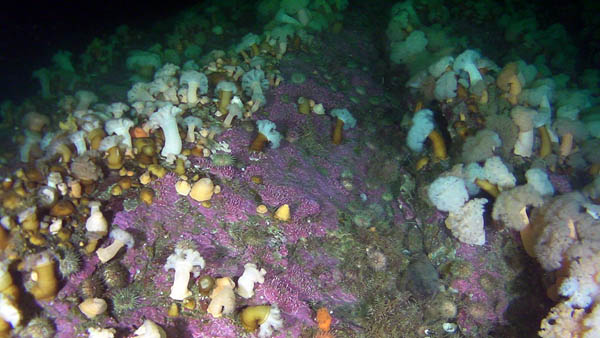 The seabed is covered with very colourful organisms. Copyright Fisheries and Oceans Canada.