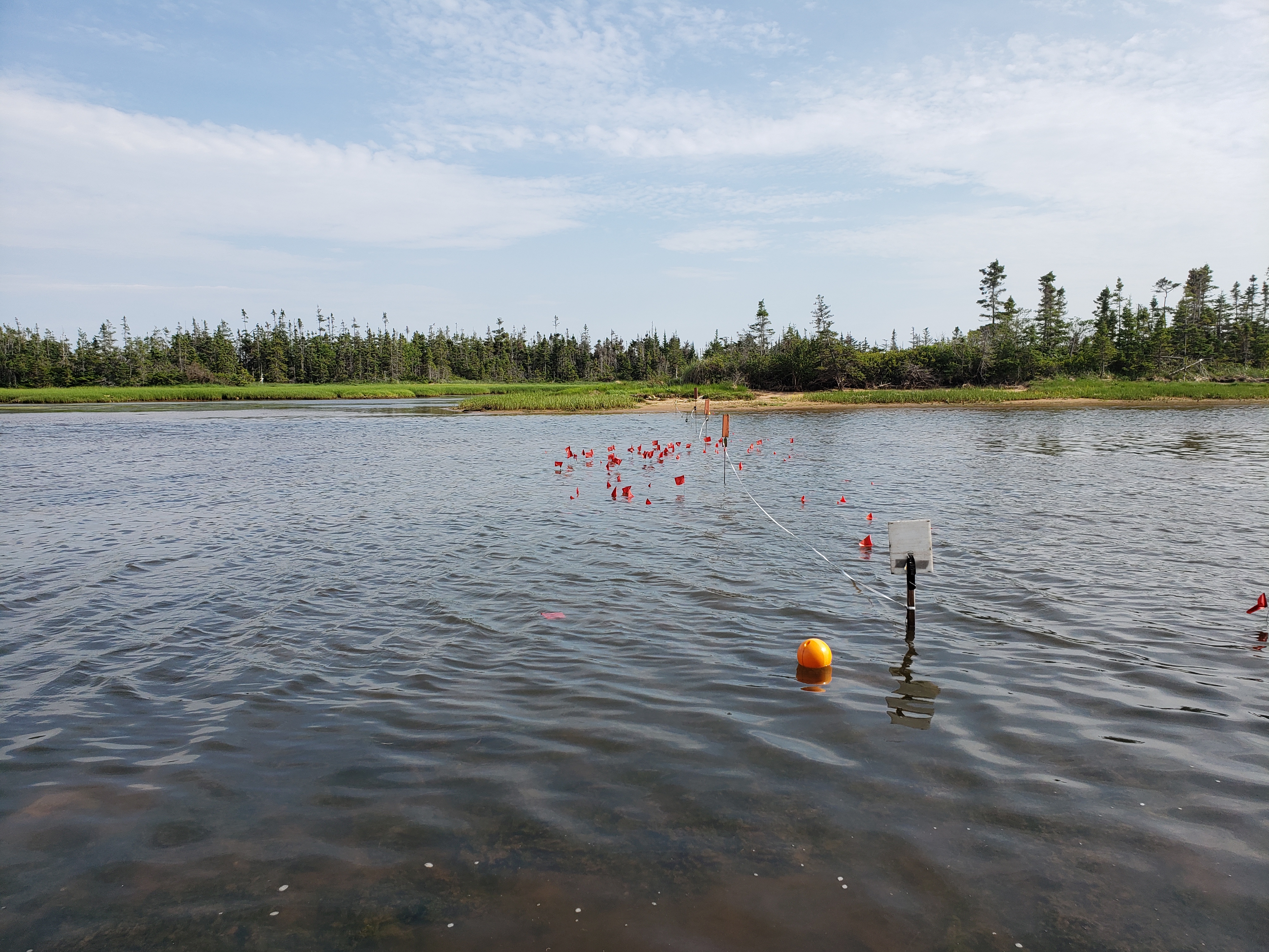 Conducting the annual Irish moss survey. ©Souris and Area Branch of the PEI Wildlife Federation.