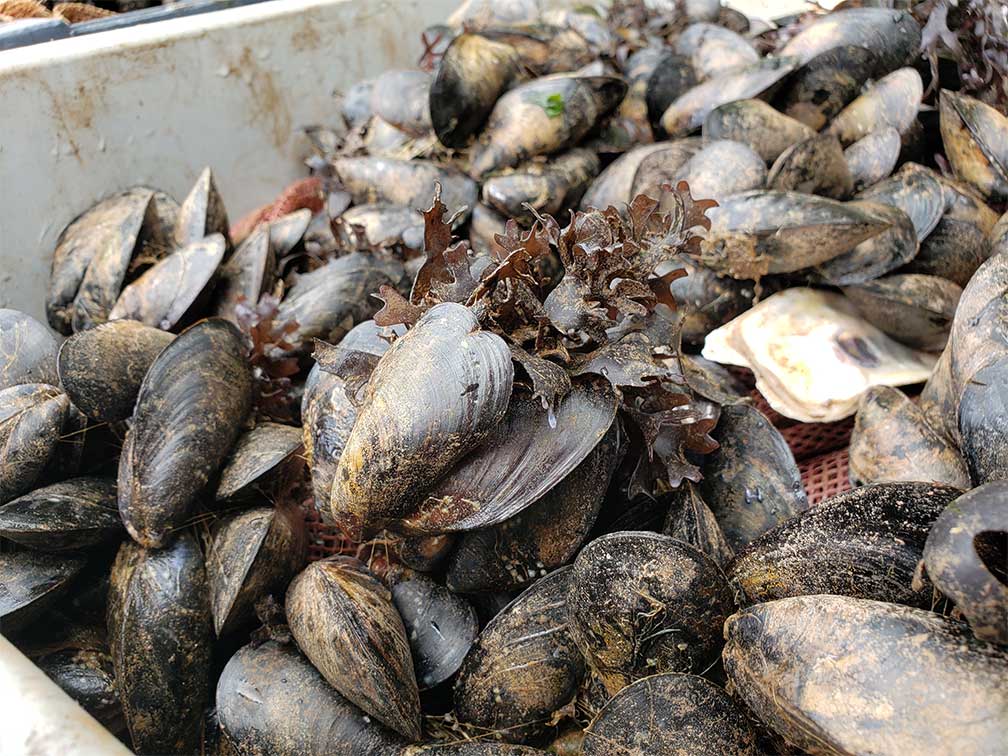 Giant Irish moss and Blue mussel clumps ready for planting. ©Souris and Area Branch of the PEI Wildlife Federation.