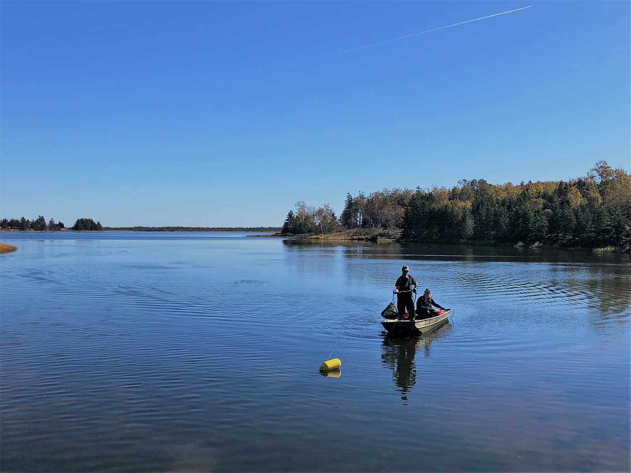 Green crab fishing in the Basin Head Lagoon. ©Souris and Area Branch of the PEI Wildlife Federation.