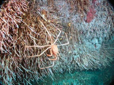 Endeavour Hydrothermal Vents MPA