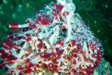 La ZPM du champ hydrothermal Endeavour