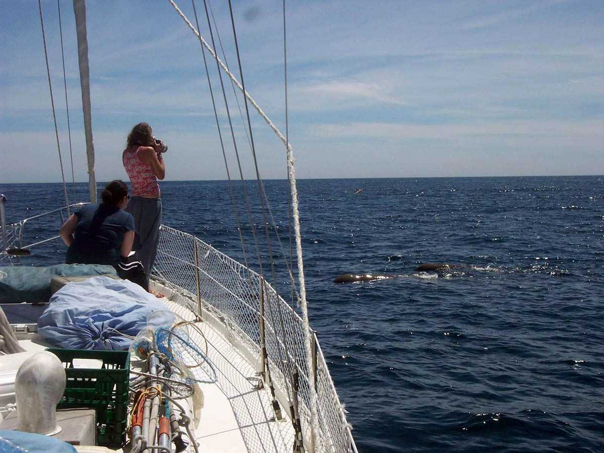 Researcher photographing bottlenose whales from a sailing vessel. Photo Credit: Hilary Moors-Murphy