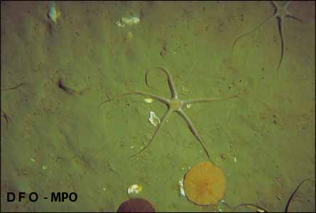 A sand dollar and brittle stars on the seafloor.