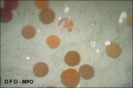 Sand dollars on the seafloor in the Gully.