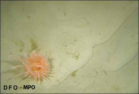 Sea anemone on the seafloor.