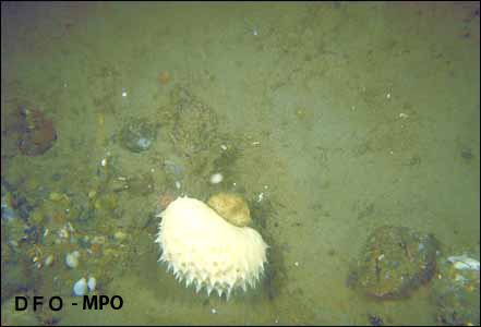 A Sponge and brachiopods on the seafloor.