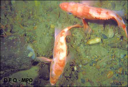 Two ocean perch swimming along the seafloor.
