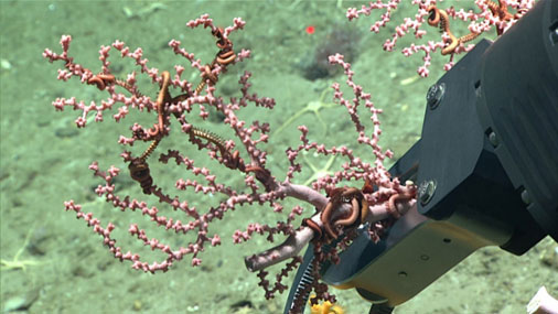 Collecte d'échantillons de coraux à l'aide d'un véhicule sous-marin téléopéré.
