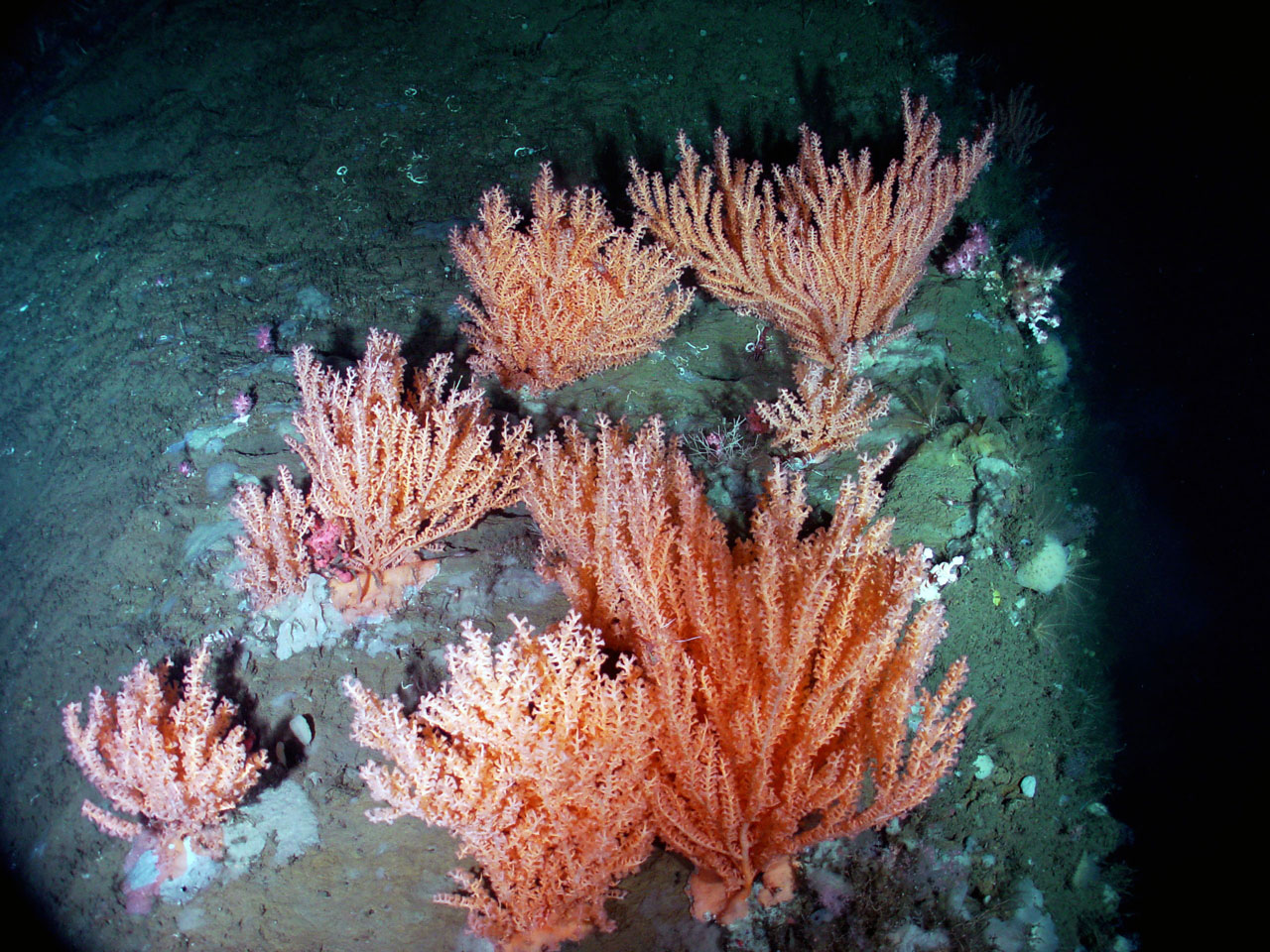 Seacorn coral (Primnoa resedaeformis).