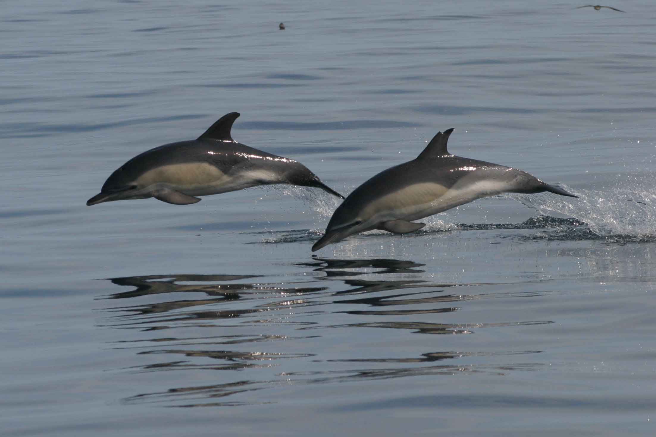 Two common dolphins jumping out of the water. 