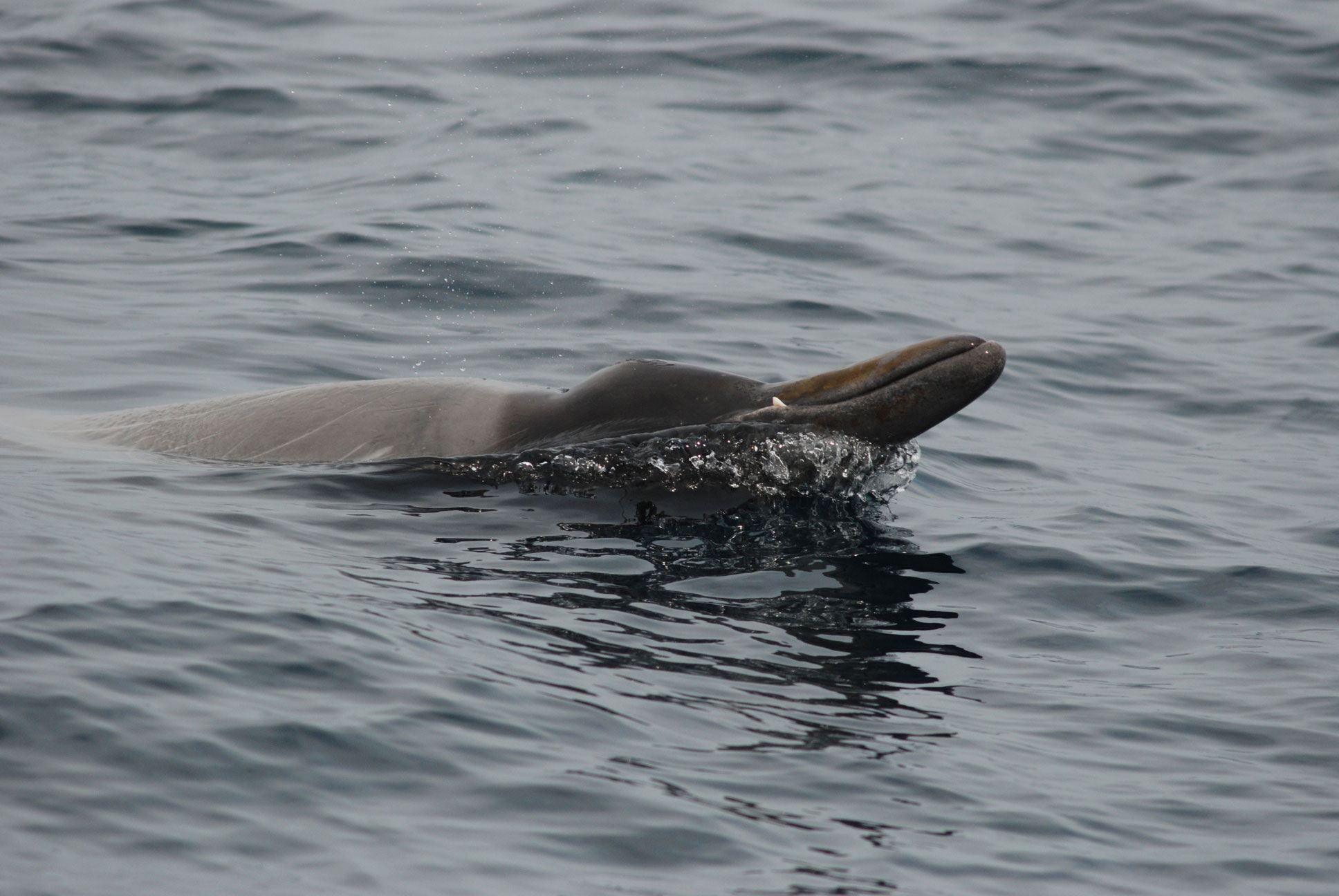 Une baleine à bec de Sowerby à la surface.
