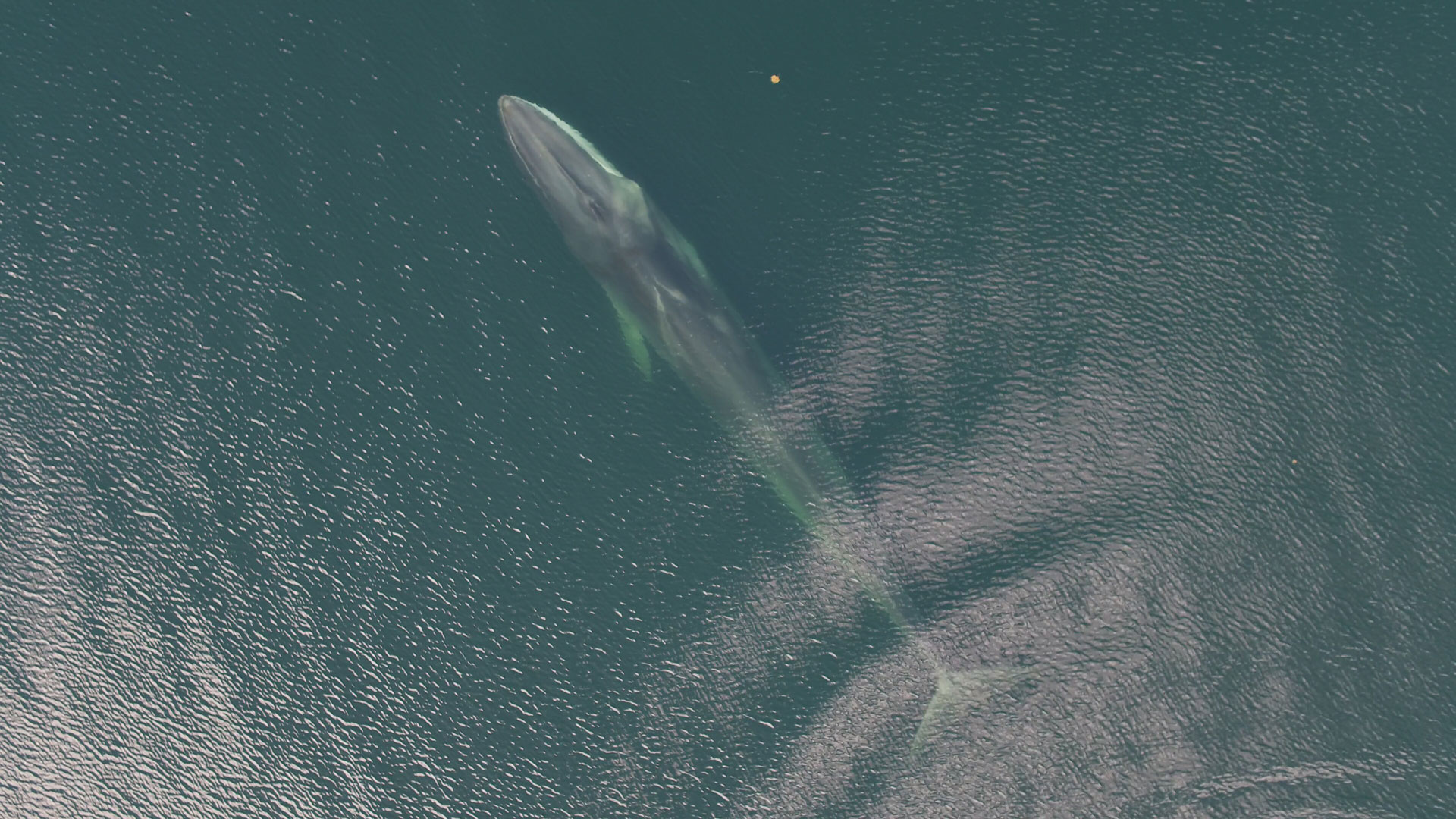Fin whale approaching the surface.