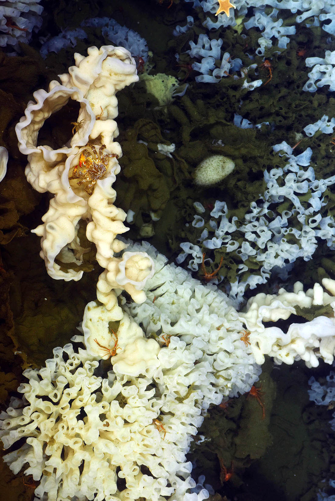 Glass sponge reefs. Copyright DFO, Sally Leys, University of Alberta, CSSF ROPOS.