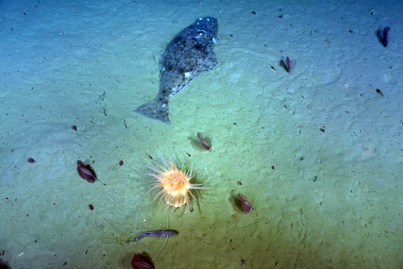 Colonies de pennatules juvéniles et adultes, coraux solitaires, anémone de mer et poissons dans la ZPM du Chenal Laurentien © CHONe-CSSF-DFO