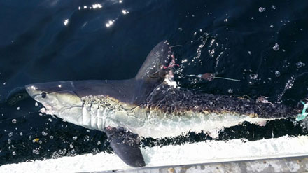 A Satellite tagged Porbeagle shark being released © DFO