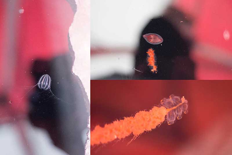 (À gauche et en haut) Ctenophores provenant des eaux marines sous la glace de mer à Tuvaijuittuq copyright Pierre Coupel. Siphonophore provenant des eaux marines sous la glace de mer à Tuvaijuittuq copyright Pascal Tremblay