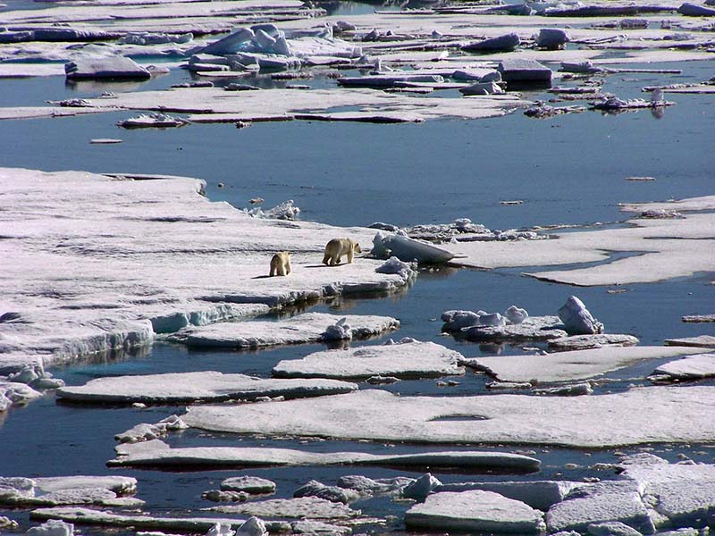 Ours blanc avec son ourson sur des glaces flottantes dans l’Extrême-Arctique Copyright Sophie Galarneau